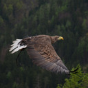 Under the wings of the black Eagle