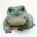 blog logo of Frogs And Reblogs