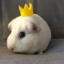 blog logo of Rosie the Guinea Pig