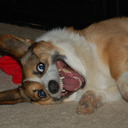 blog logo of Insane Corgi