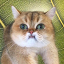 blog logo of I don't think u have enuf cat memes in ur lyfe