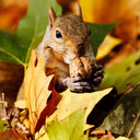 blog logo of Autumn n Acorns