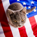 American Pussy