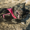 pink collar girl