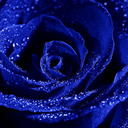 blog logo of Blue Roses