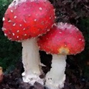  Amuscaria