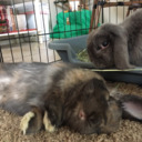 blog logo of Violet and Bucky the Holland Lop Bunnies