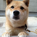 blog logo of Shiba Inu Komugi. （柴犬の小麦さん）