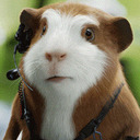 blog logo of Guinea Pigs Bicycle Agents