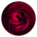 blog logo of red like roses