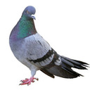 blog logo of definitely not a pigeon