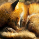 blog logo of Keeping it foxy