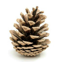 pine cone