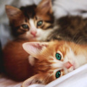 Sweet Kittens