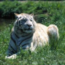 whitetigers27