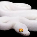 Darth Snek