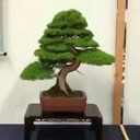 Bonsai