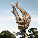 blog logo of Giraffe in a Tree