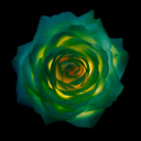 green rosetta